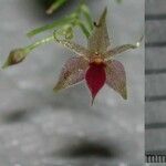 Platystele catiensis Květ