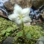 Moneses uniflora 花