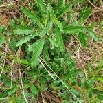 Monsonia angustifolia Leaf