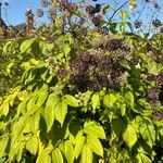 Aralia californica Owoc