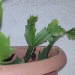 Schlumbergera truncataЛіст