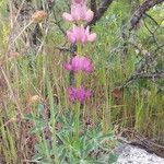 Lupinus hispanicus 形态