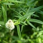 Pycnanthemum verticillatum Leaf