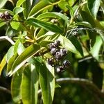 Agarista salicifolia Fruit