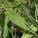 Centaurea uniflora Foglia