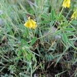 Trigonella esculenta Yaprak