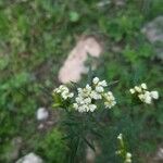 Tagetes minutaFlower