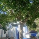 Ficus natalensis Συνήθη χαρακτηριστικά