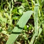 Echinochloa colonum Leaf