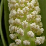 Arisaema tortuosum Плод