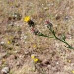 Centaurea melitensisFlower