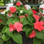 Impatiens hawkeri Συνήθη χαρακτηριστικά