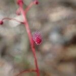 Sciaphila densiflora Квітка