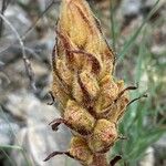 Orobanche gracilis Floro