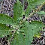 Saponaria officinalisBlatt