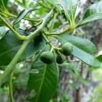 Zanthoxylum asiaticum फल