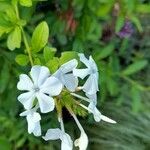 Plumbago auriculataЦвят