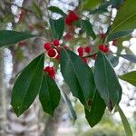 Ilex cassine Hoja