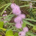 Mimosa quadrivalvis Λουλούδι