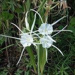 Hymenocallis occidentalis Flor