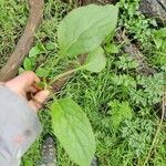 Symphytum tuberosum Blad