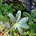 Alchemilla alpigena Blatt