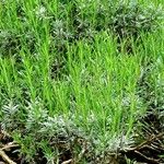 Lavandula latifolia Blatt