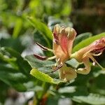 Lonicera alpigena Плод