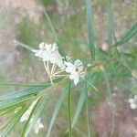 Gomphocarpus fruticosus Fleur