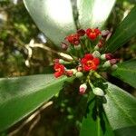 Canella winterana Fruit