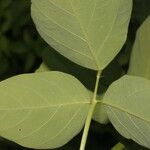 Desmodium distortum Leaf