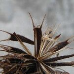 Bidens frondosa Fruit