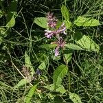 Stachys palustris অভ্যাস