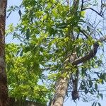 Ficus geniculata पत्ता