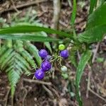 Dianella ensifoliaFrutto