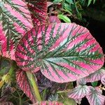 Begonia brevirimosa Leaf