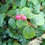 Symphoricarpos orbiculatusFruit