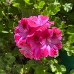 Pelargonium grandiflorum Fleur