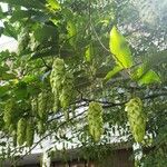 Carpinus japonica പുഷ്പം