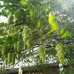 Carpinus japonica Flower