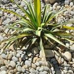 Yucca flaccidaLeaf