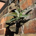 Buddleja globosaYeri