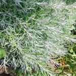 Helichrysum italicum Folla