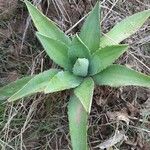 Agave asperrima Leaf