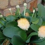 Haemanthus albiflos Habitatea