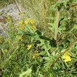 Echinops sphaerocephalus 葉