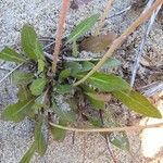 Sonchus bulbosus Hoja