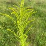 Solidago junceaফুল