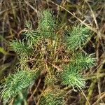 Euphorbia cyparissiasBlad