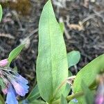 Mertensia ciliata Лист